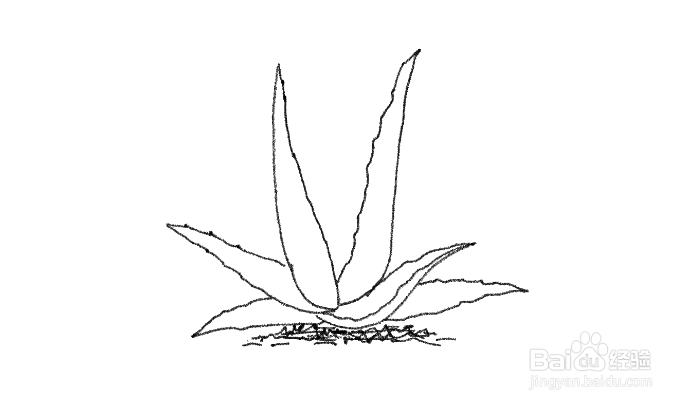 怎样画芦荟植物