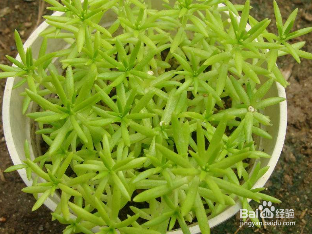 垂盆草与佛甲草有哪些区别？