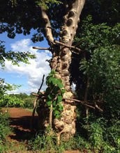 雪燕烘干机的烘干颜色,雪燕热泵烘干机的操作