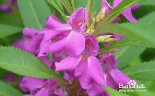 风仙花养护方法