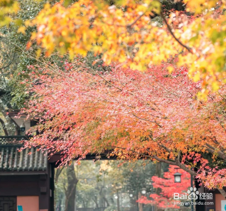 杭州哪里的枫叶最美