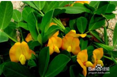 怎样种花生可以高产