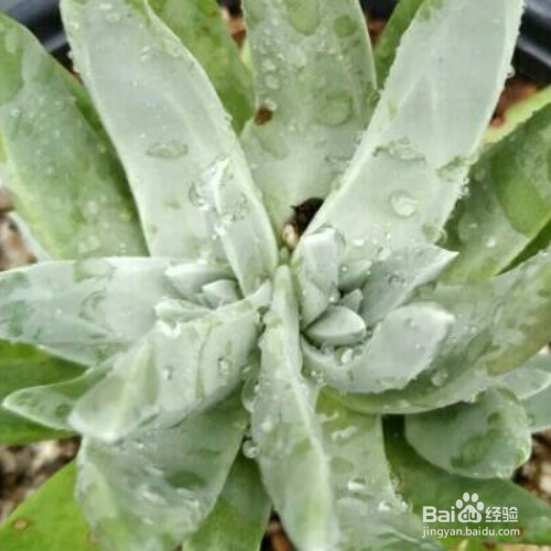 苹果叶的培育方法和注意事项