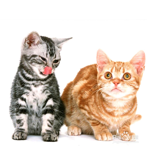 幼猫拉肚子怎么办？