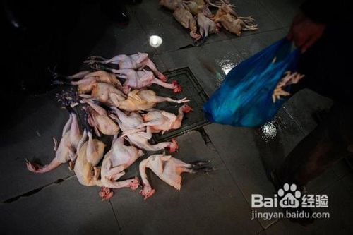 如何在饮食和生活习惯上预防禽流感