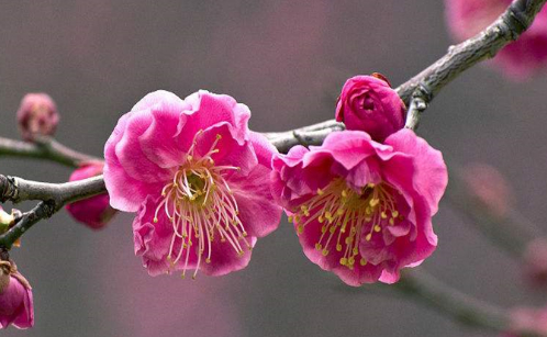 梅花种子一般种几粒