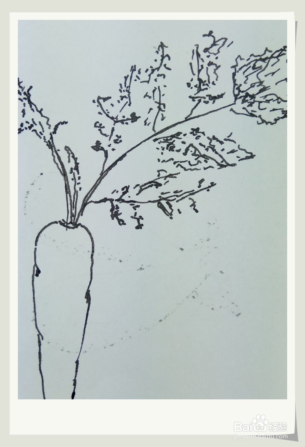 怎样画简笔画“胡萝卜”？