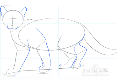 如何画美洲狮宝宝