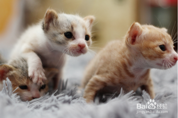 新手养猫注意事项。