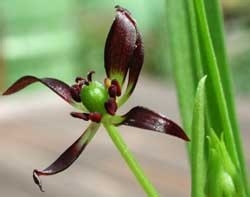 痛风能治好吗?可不可以治好?