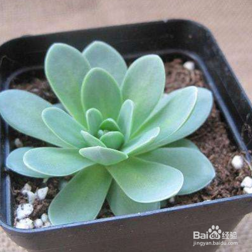 在家中该如何养殖青凤凰？