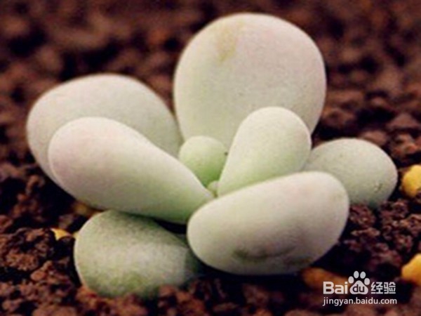 多肉植物徒长怎么办