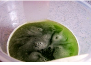 怎么去做西瓜皮饮