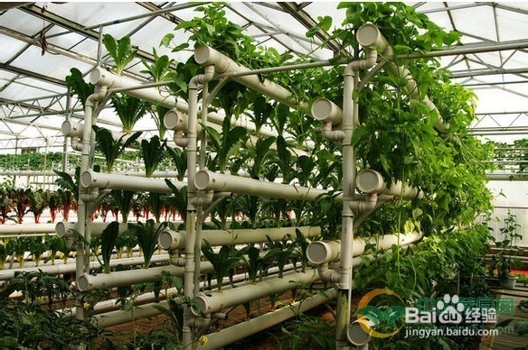 阳台种菜之管道式蔬菜栽培器
