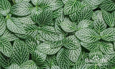 ​盆栽白网纹草的诀窍