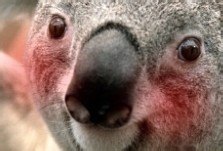 怎么制作动态头像