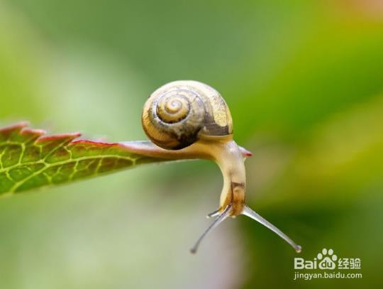 彻底灭杀蜗牛的4种非农药方法