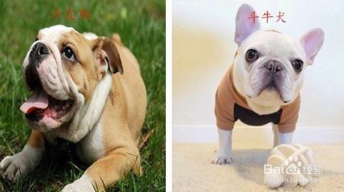 沙皮狗和斗牛犬的区别 百度经验 沙皮狗和斗牛犬的区别 百度经验