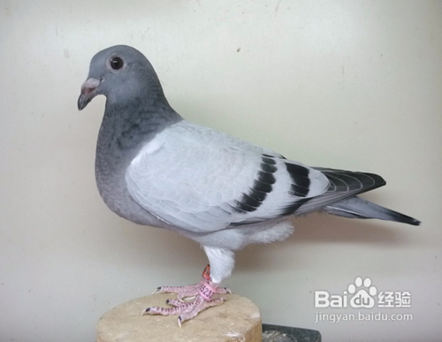 鸽子长痘怎样治疗