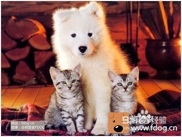 狗狗口腔怎么护理?