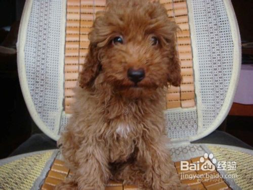 训练宠物泰迪犬紧跟主人身侧的有效方法