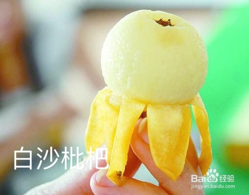 枇杷的分类与价值图解