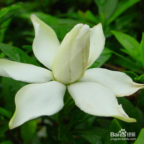 刚刚移植过来的栀子花叶蔫了补救措施