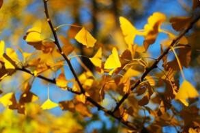 赏樱花赏银杏—赏醉美云南