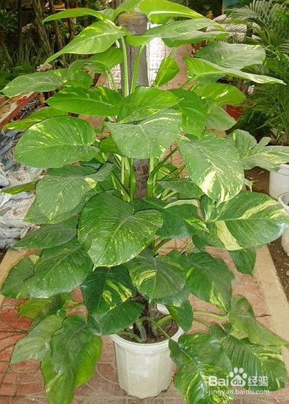 绿萝叶子发黄是什么原因