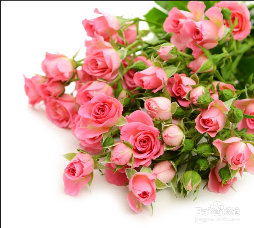 玫瑰花的姿态怎么描写