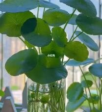 铜钱草怎么半水半土养
