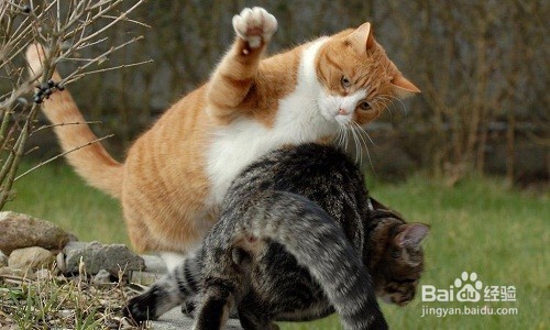 猫咪一直尿一直尿是为什么