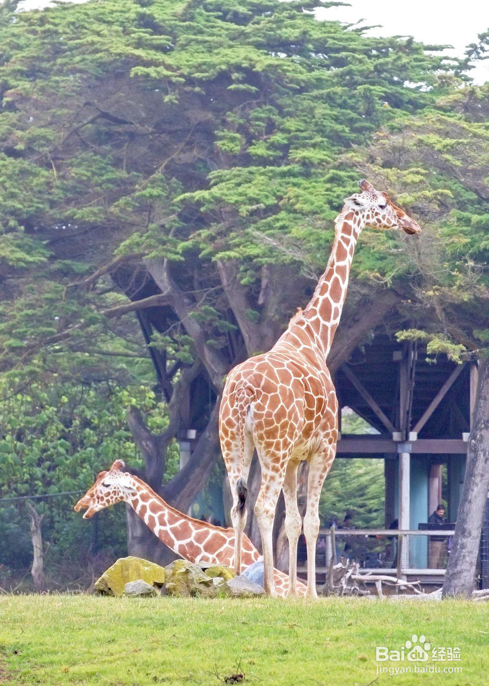 长颈鹿怎么繁殖