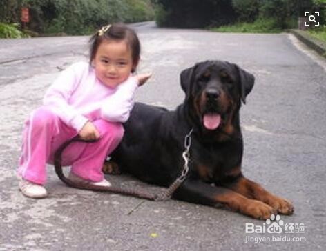 路上遇到狗狗该怎样保护自己