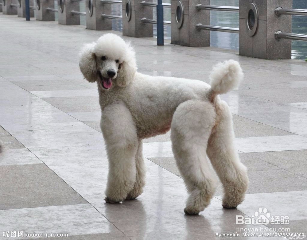 宠物美容师培训学校哪家好