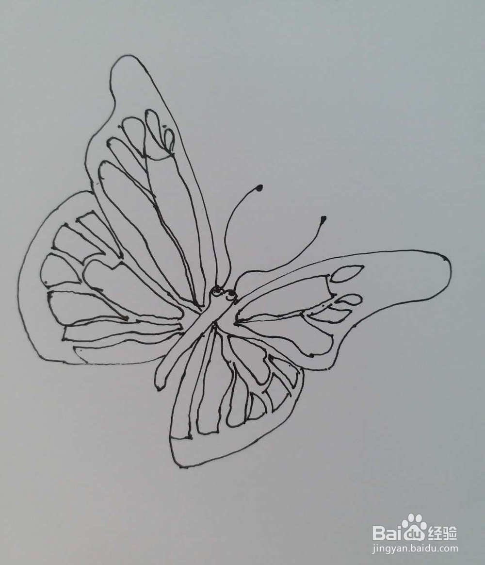 蝴蝶的简笔画1