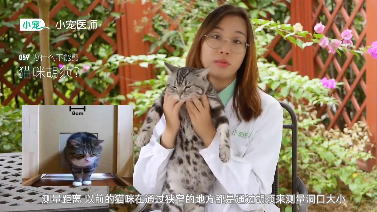 猫咪胡须有什么作用