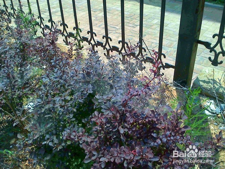 封闭小区的围墙要绿化植被