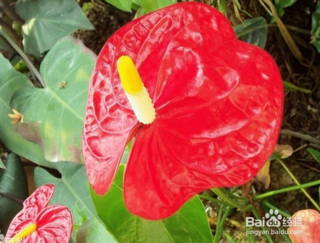 鹅掌花怎么养