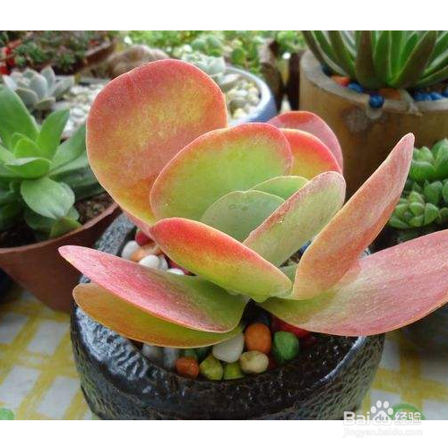 你知道多肉唐印怎么养吗?