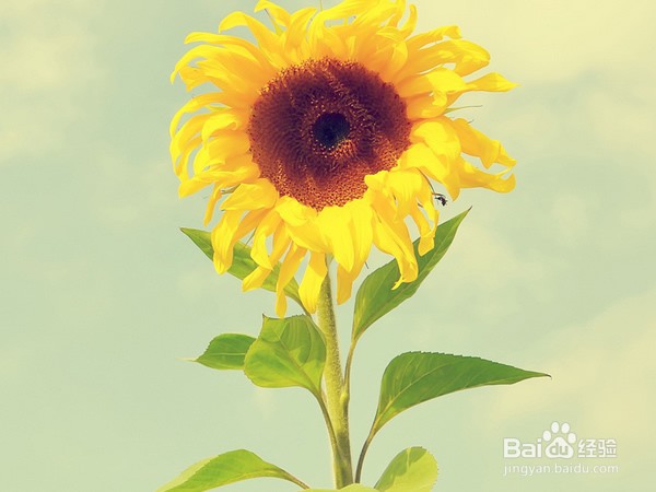 向日葵开花后怎么处理