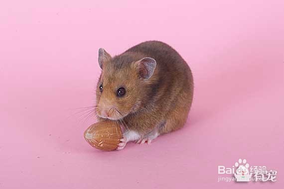 养仓鼠是否会染上鼠疫