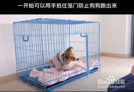 如何教狗狗关门
