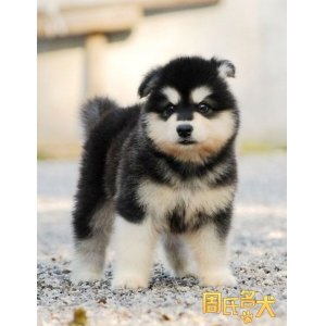 阿拉斯加和哈士奇的外形区别