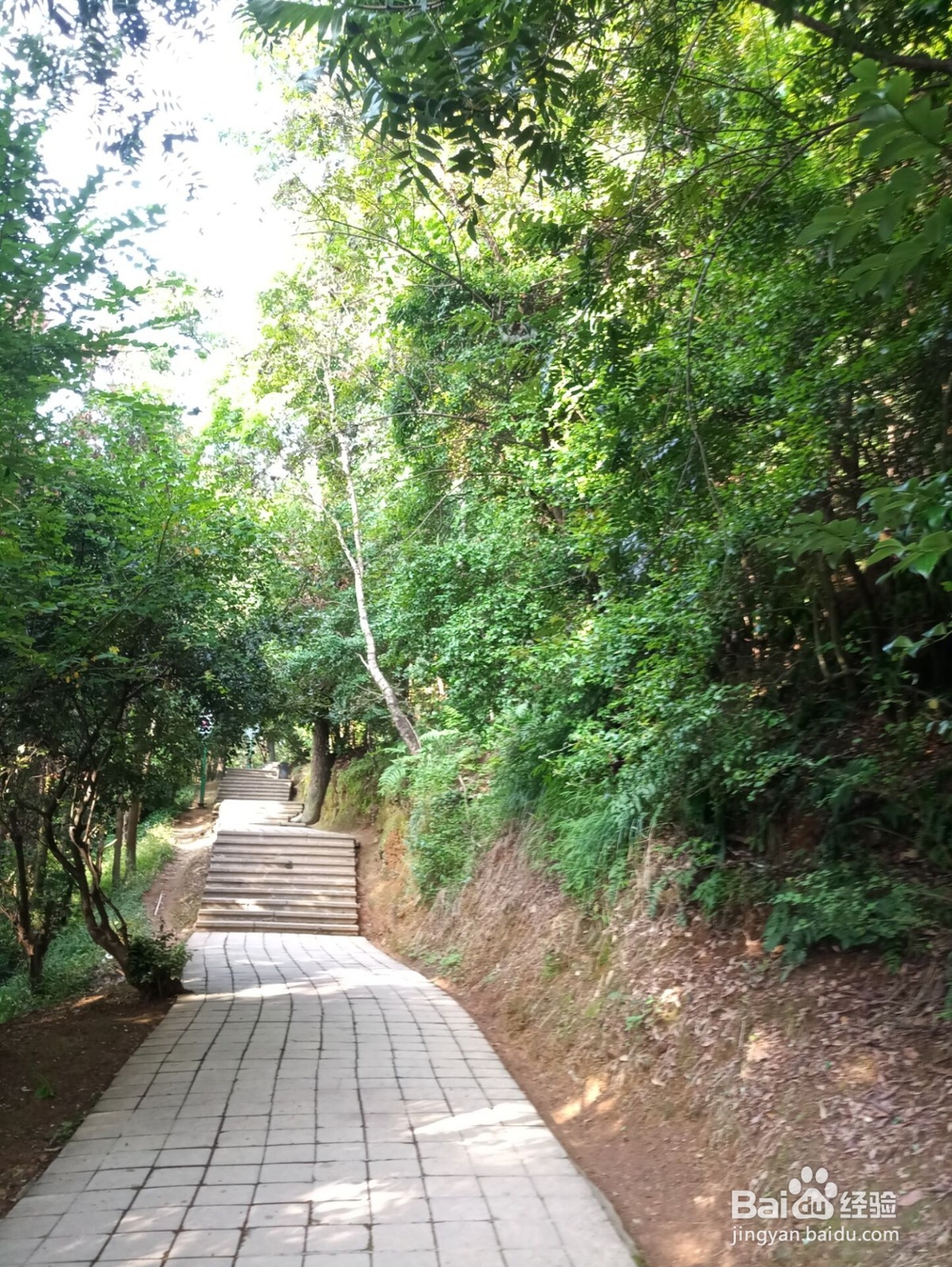 云南游之保山市太保山森林公园