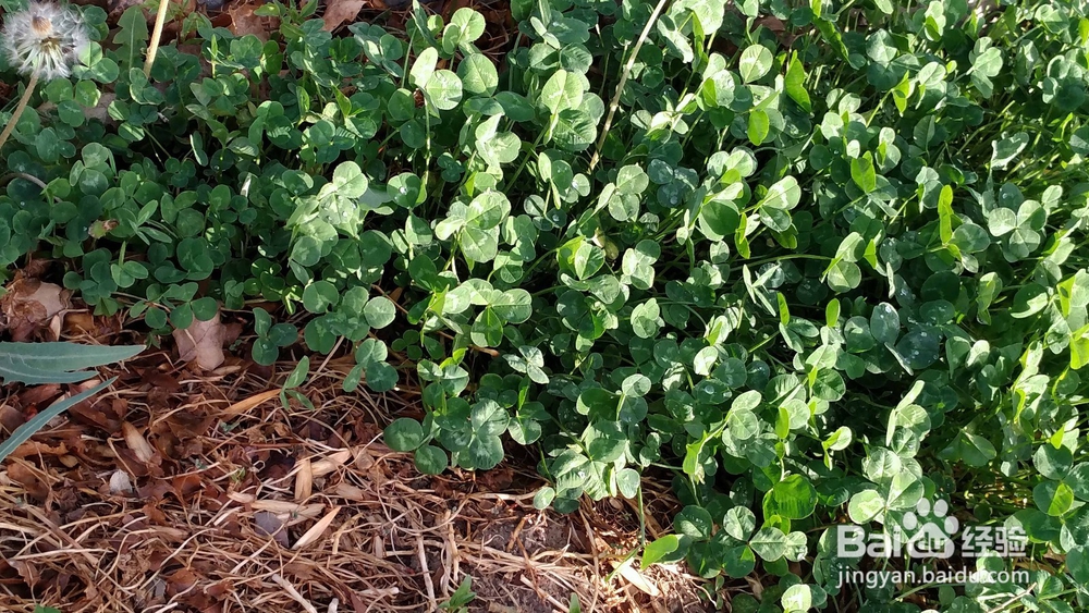 如何区分三叶草和苜蓿