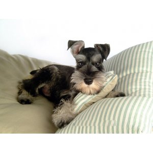 雪纳瑞美容不能少的几个步骤