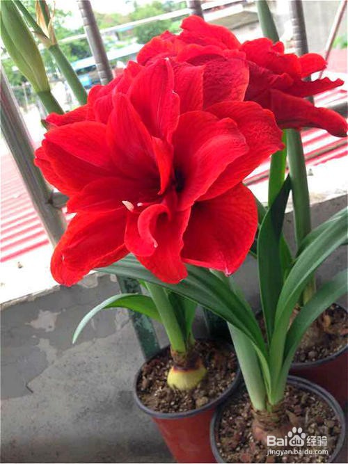 朱顶红怎么养才开花