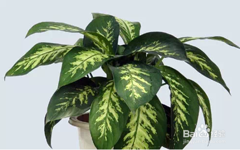 几种常见的家庭不宜存放的花卉