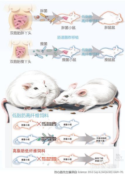 减肥难别急，精准调控细菌的方法已横空出世！